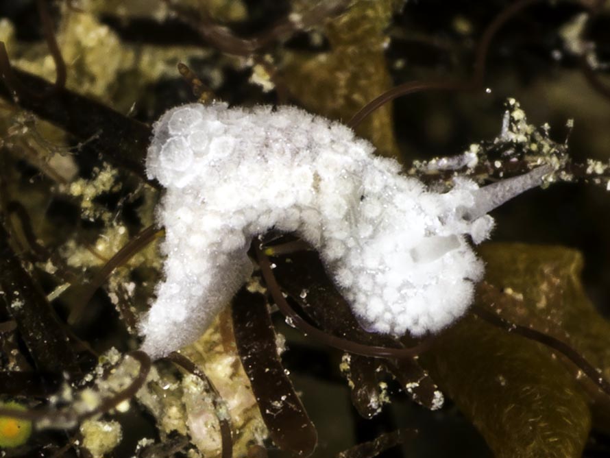 Aegires petalis